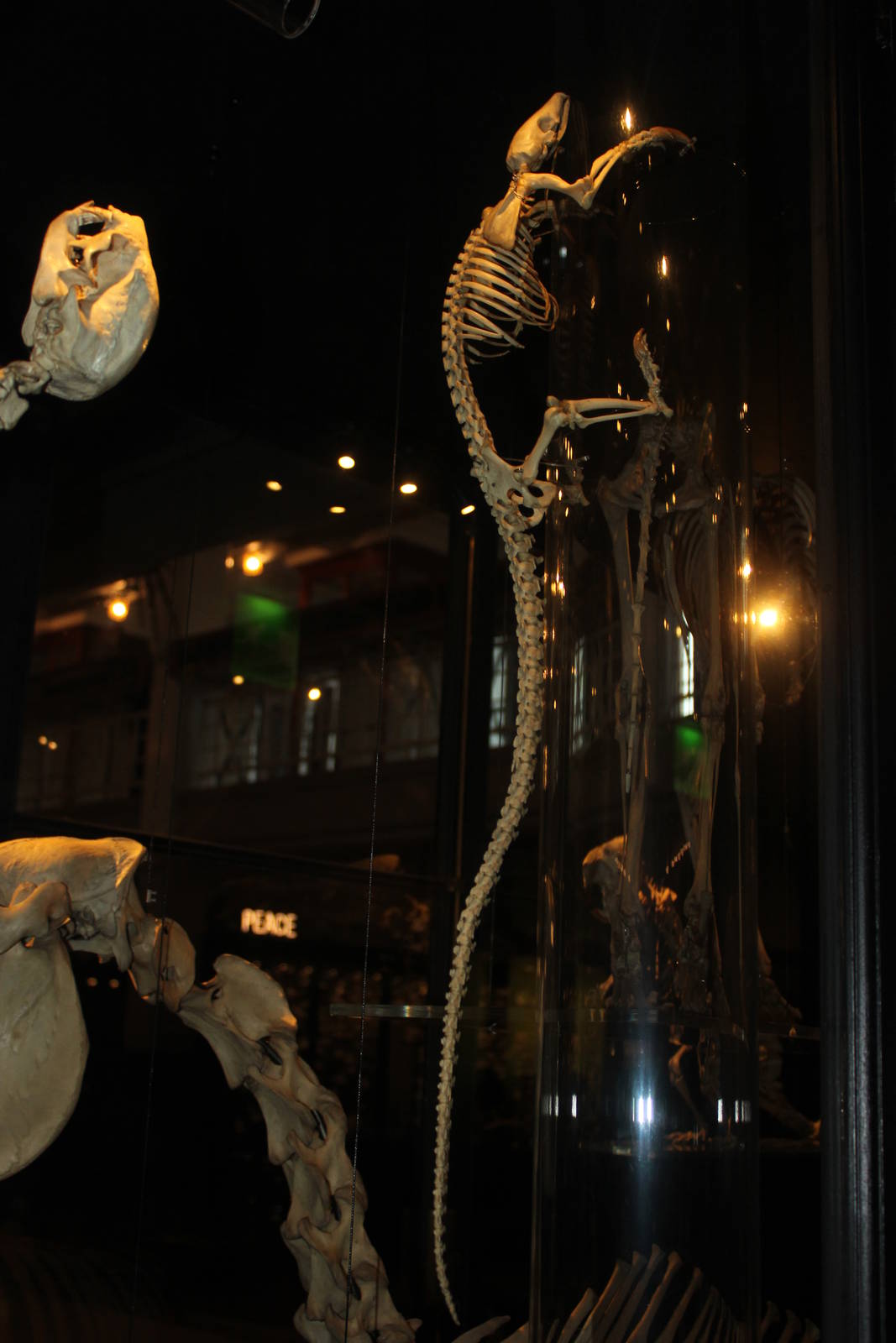 Black-bellied pangolin skeleton