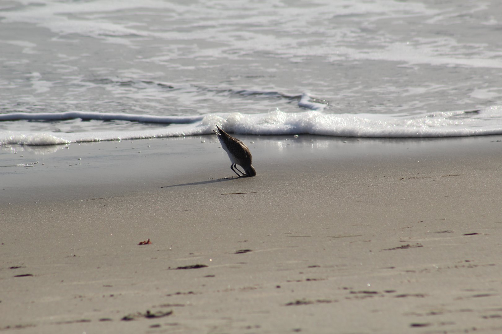 Black-Bellied Plover Feeding