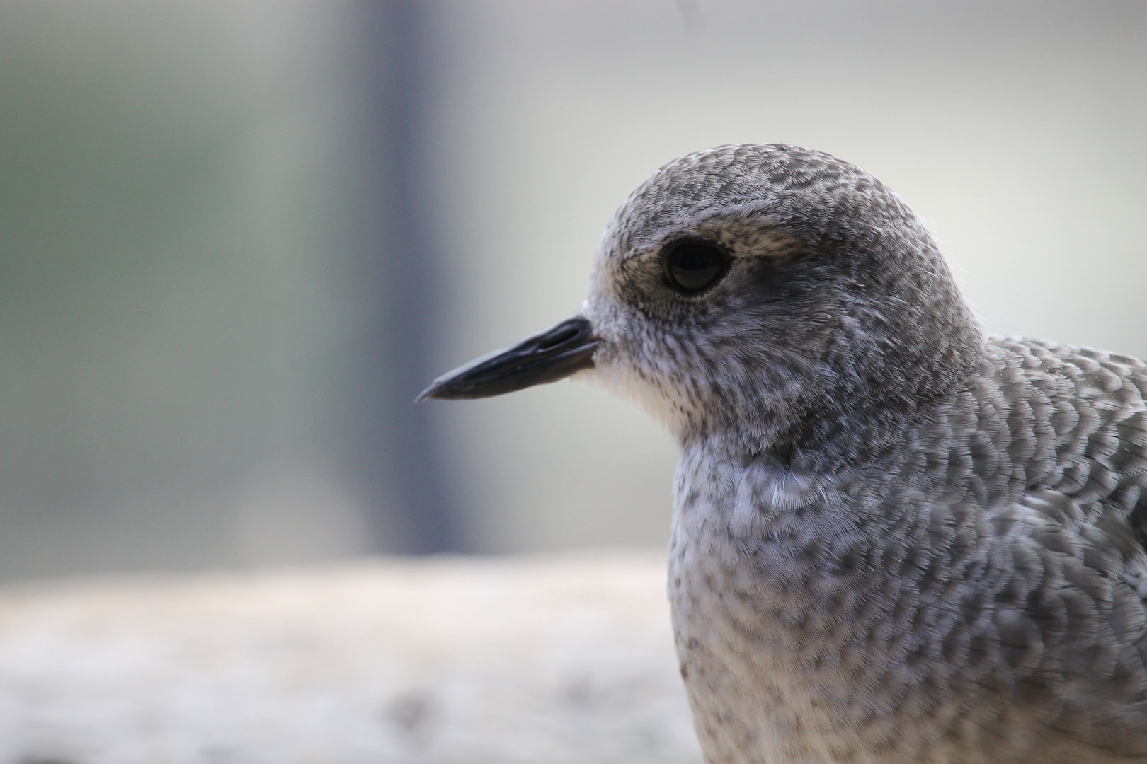 Black-bellied Plover (Pluvialis squatarola)