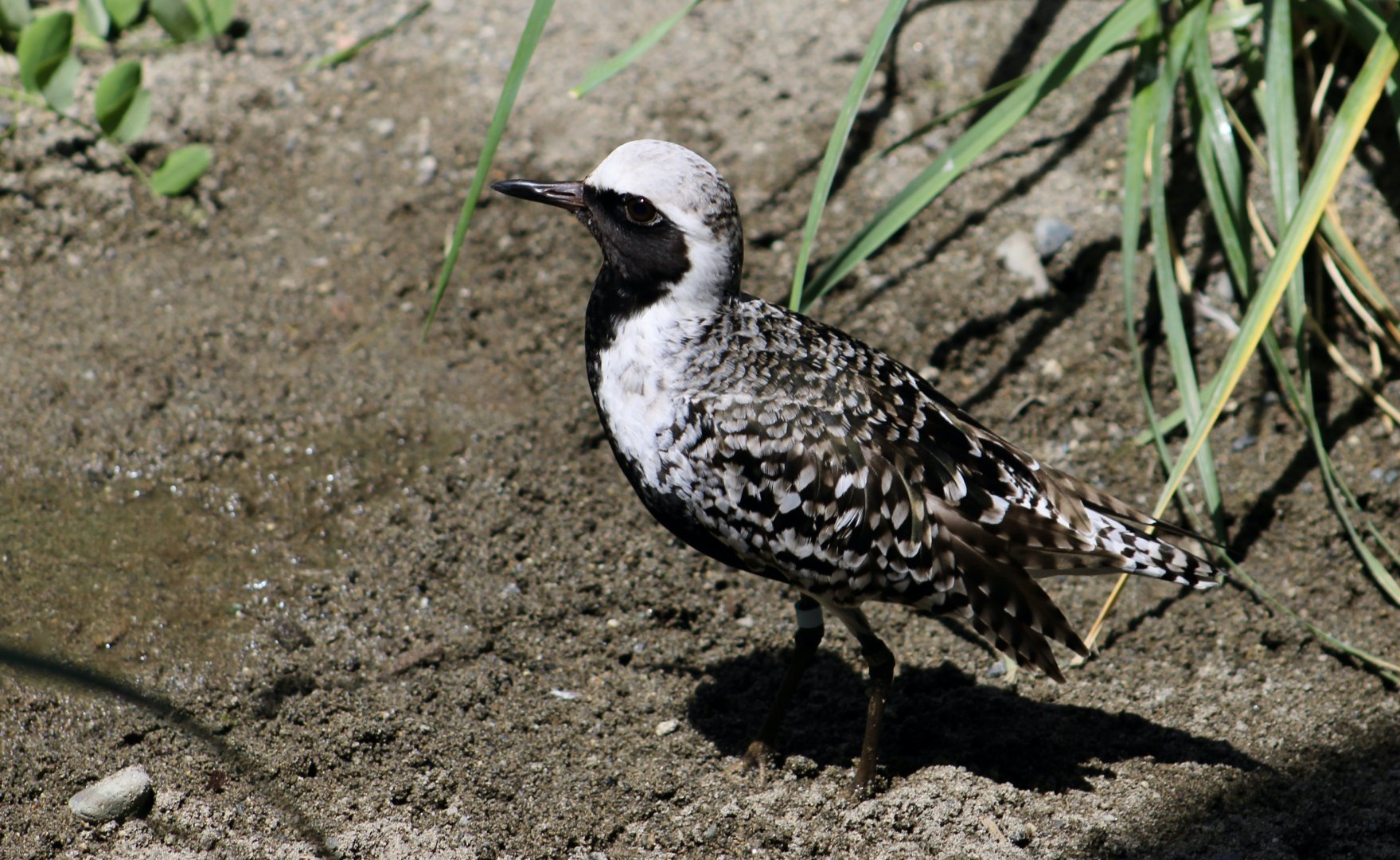 Black-Bellied Plover (Pluvialis squatarola)