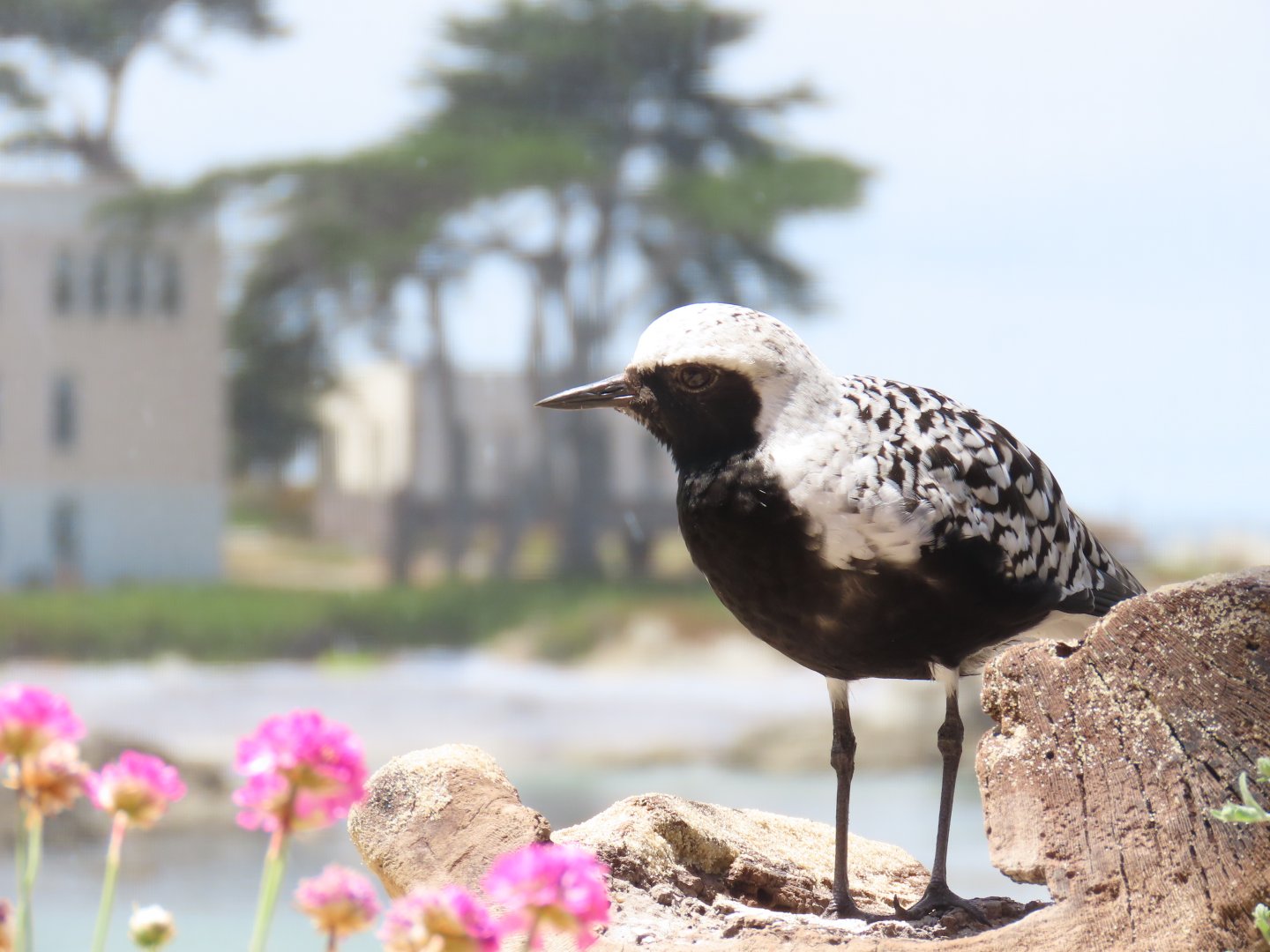 Black-bellied Plover (Pluvialis squatarola)