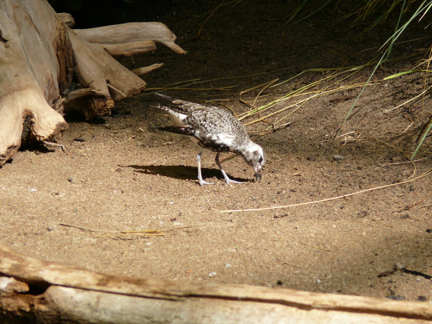 Black-bellied plover - reopening 31-08-2020