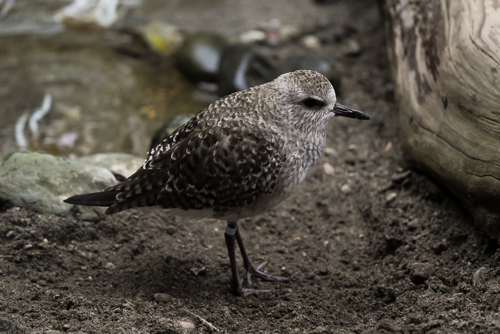 Black-Bellied Plover (Winter Plumage)