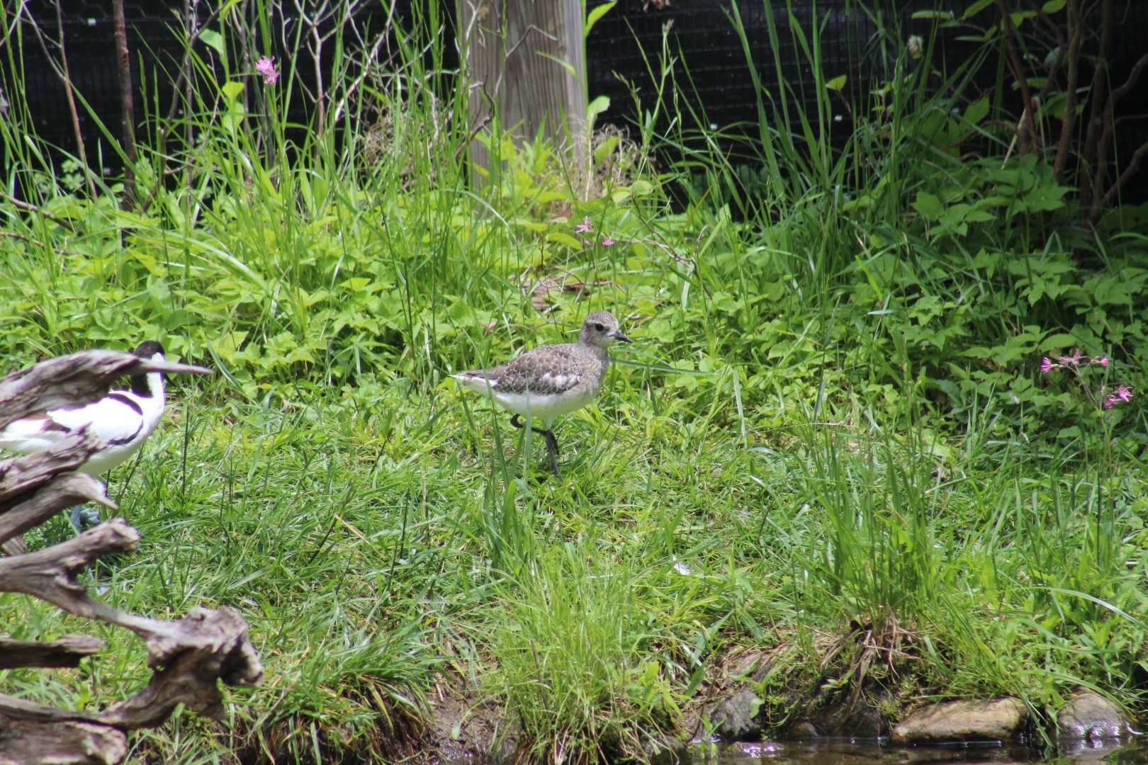 Black-Bellied Plover