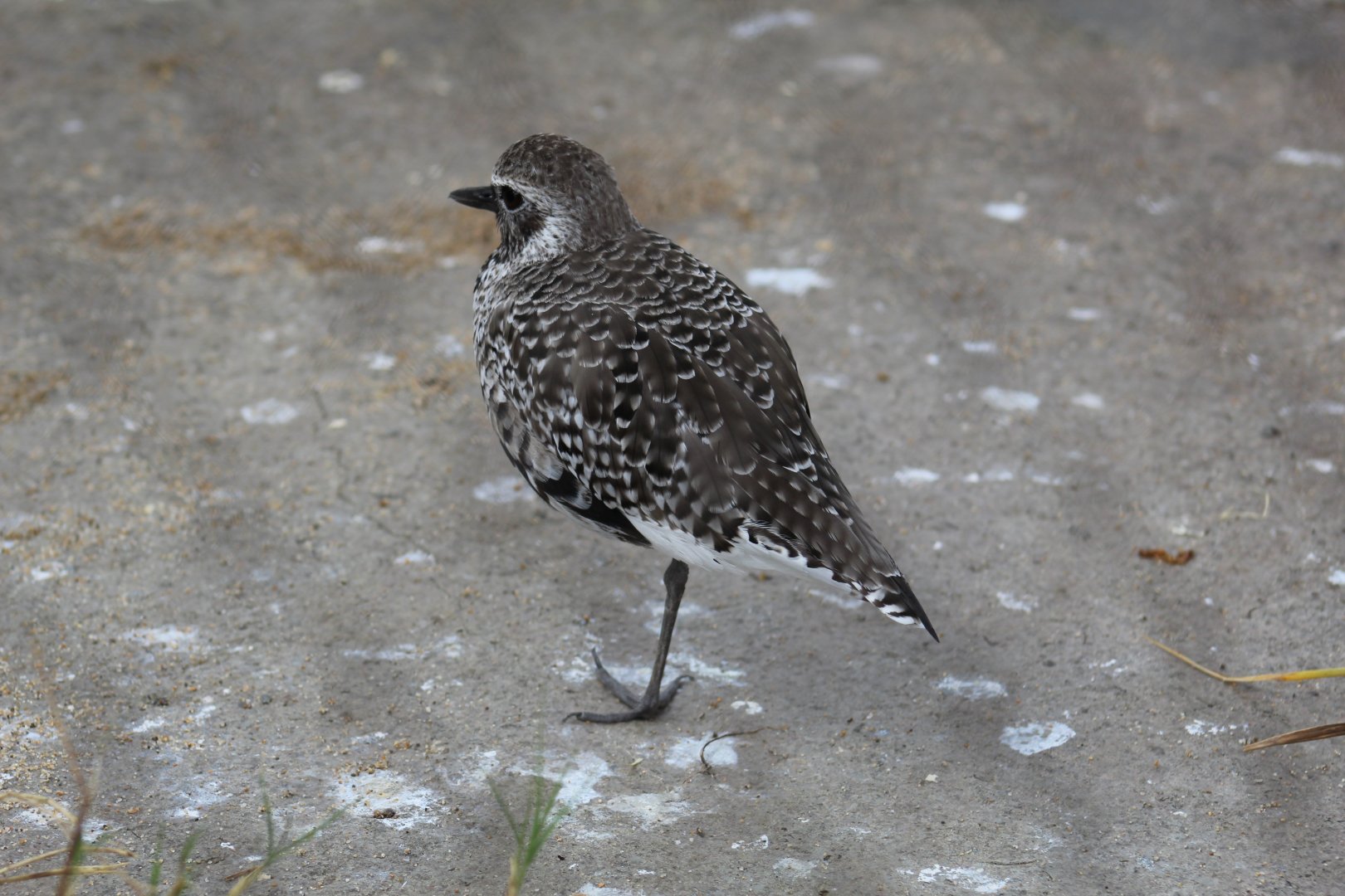 Black-Bellied Plover