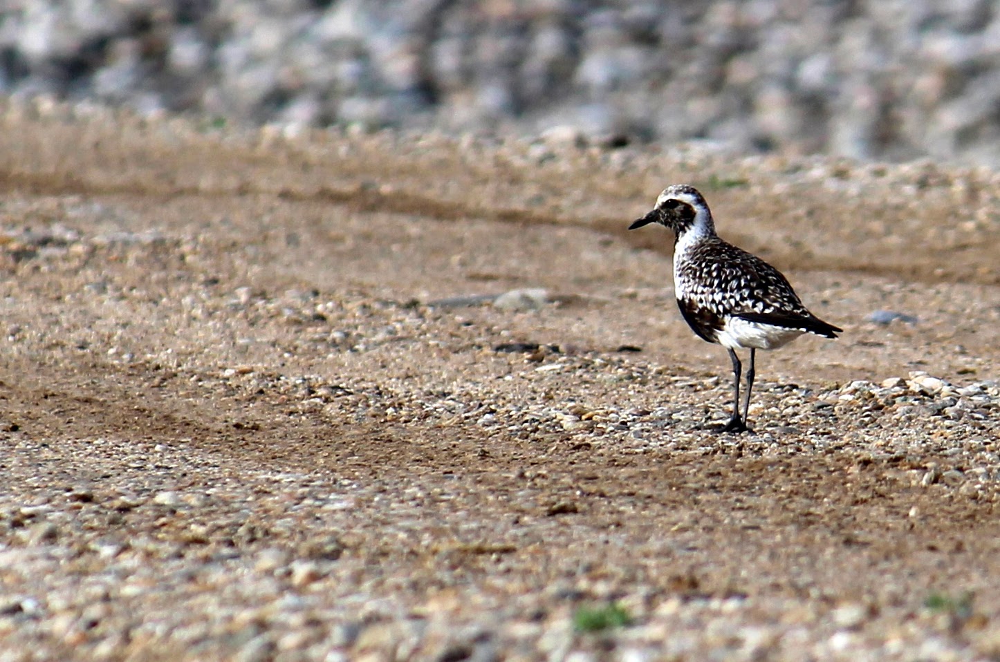 Black-bellied Plover