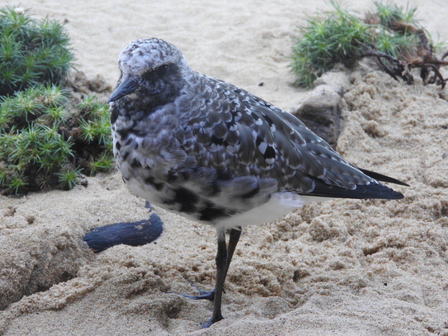 Black-bellied Plover
