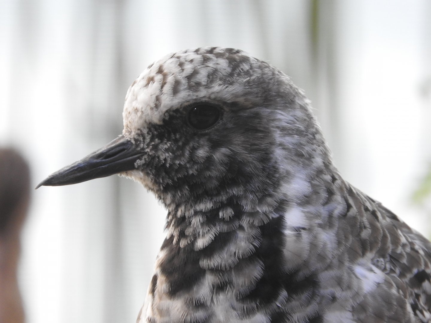 Black-bellied Plover