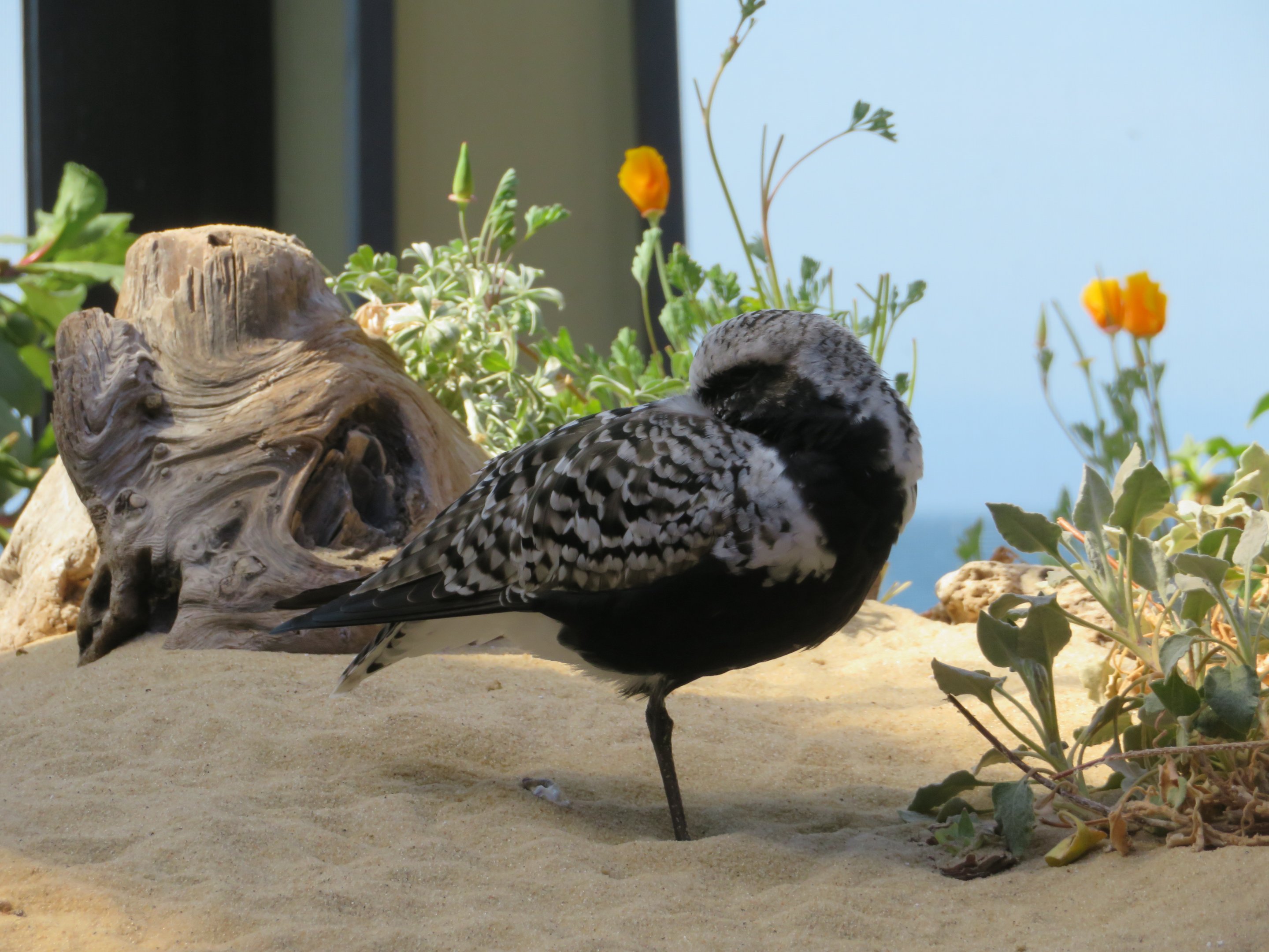 Black-bellied Plover
