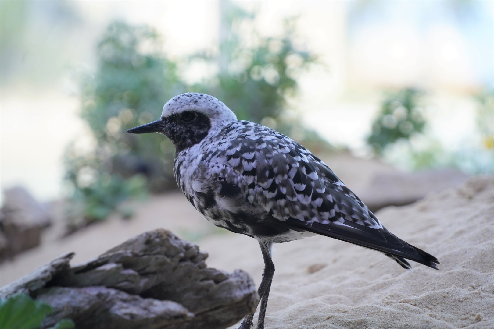 Black-bellied plover
