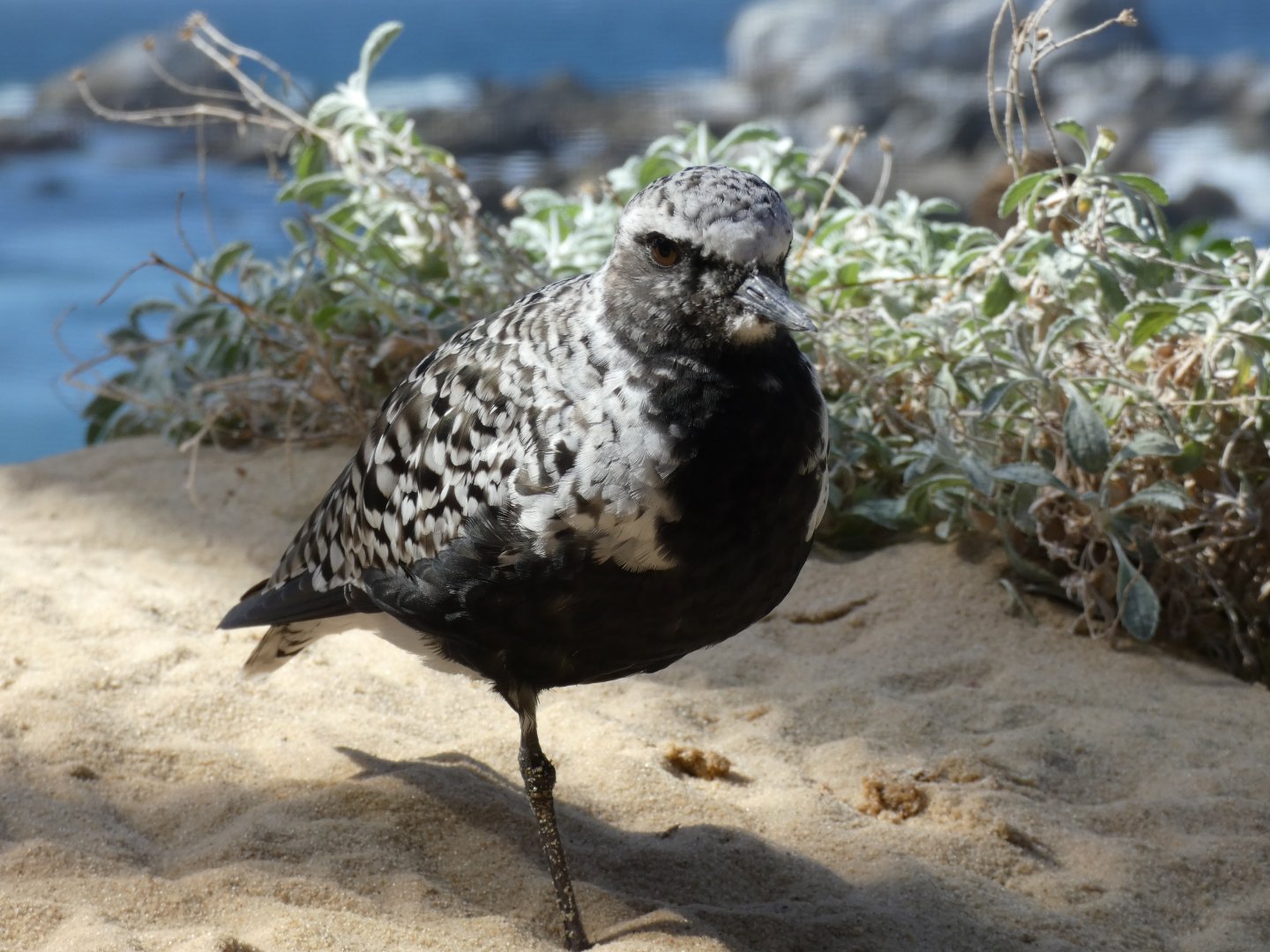 Black-bellied plover