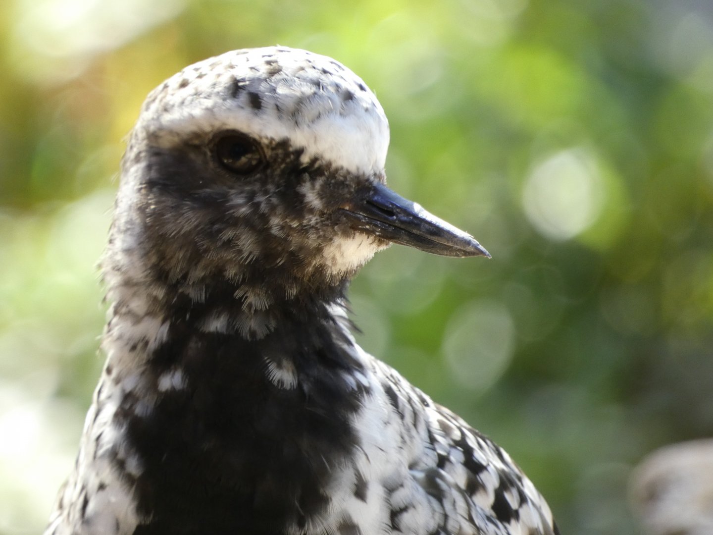 Black-bellied plover
