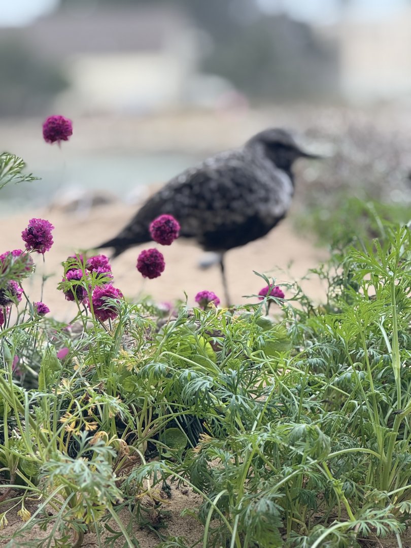 Black-bellied Plover