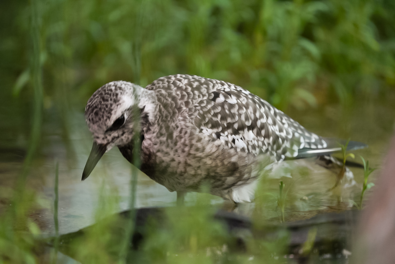 Black-Bellied Plover