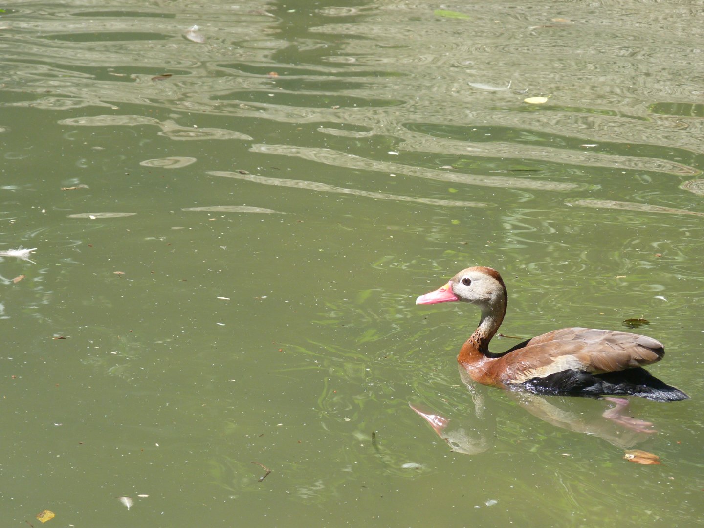 Black bellied (Red billed) Whistling duck
