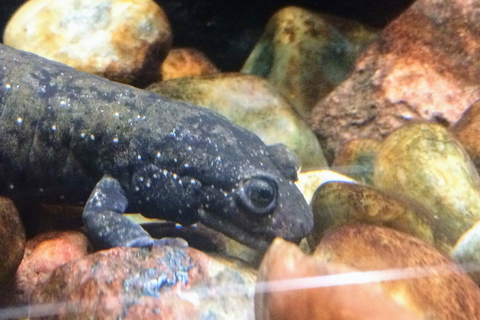 Black-bellied Salamander