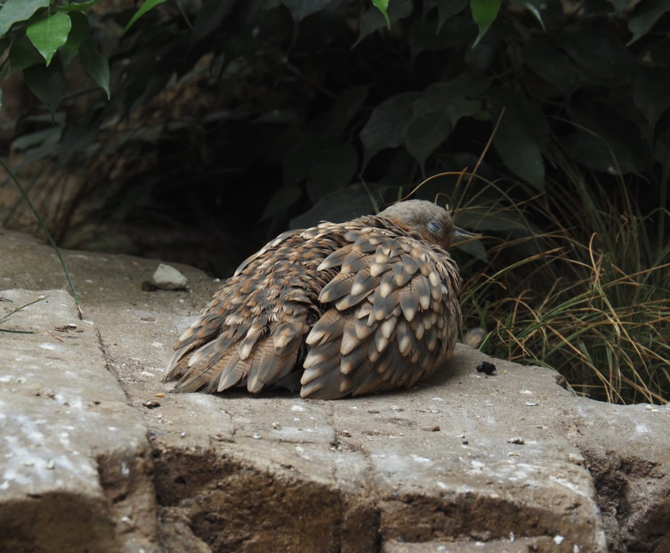 Black-bellied sandgrouse (Pterocles orientalis), 2024-07-28