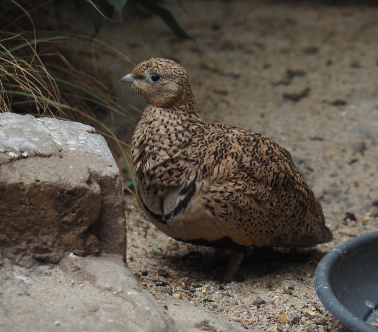 Black-bellied sandgrouse (Pterocles orientalis), 2024-07-28