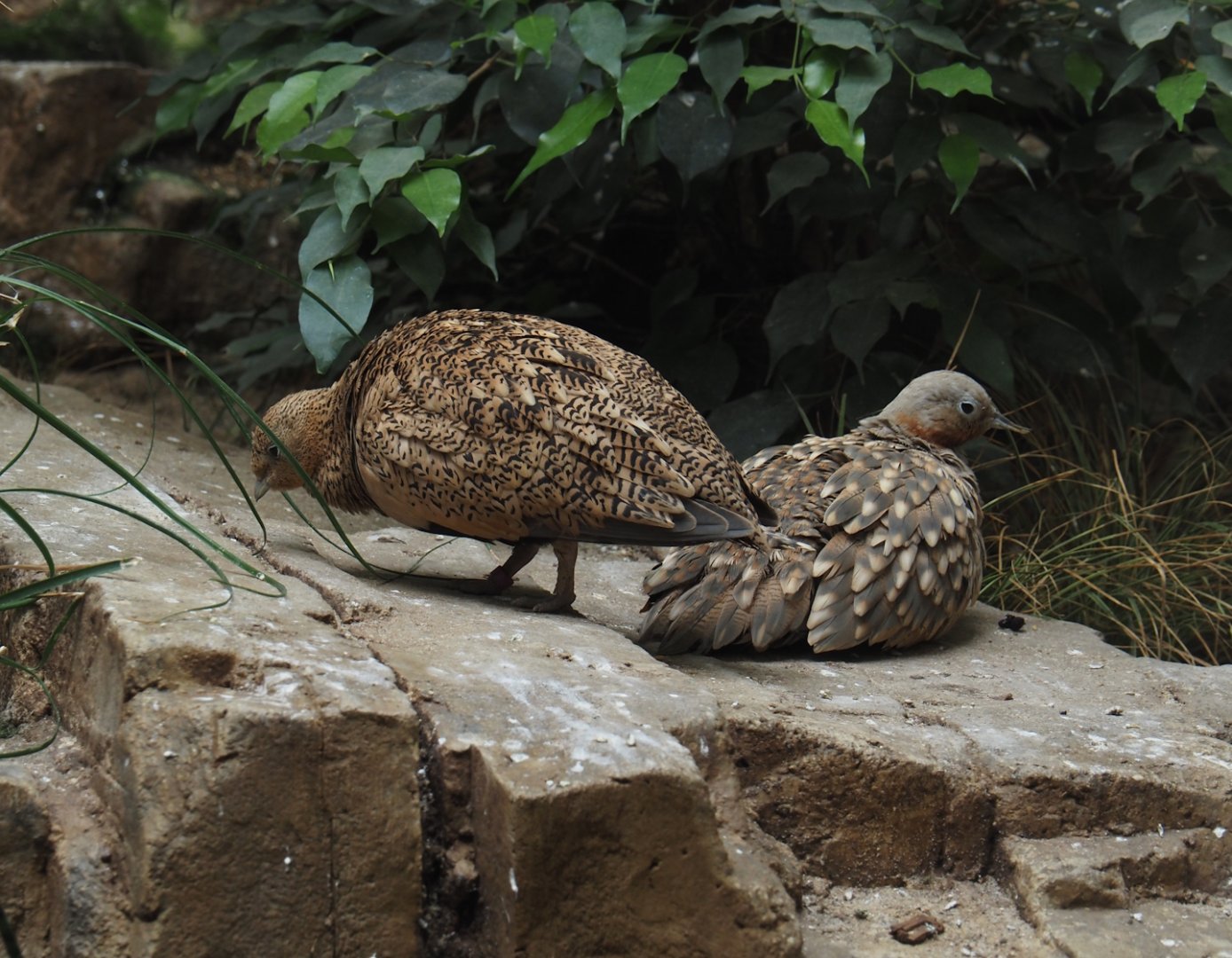 Black-bellied sandgrouse (Pterocles orientalis), 2024-07-28
