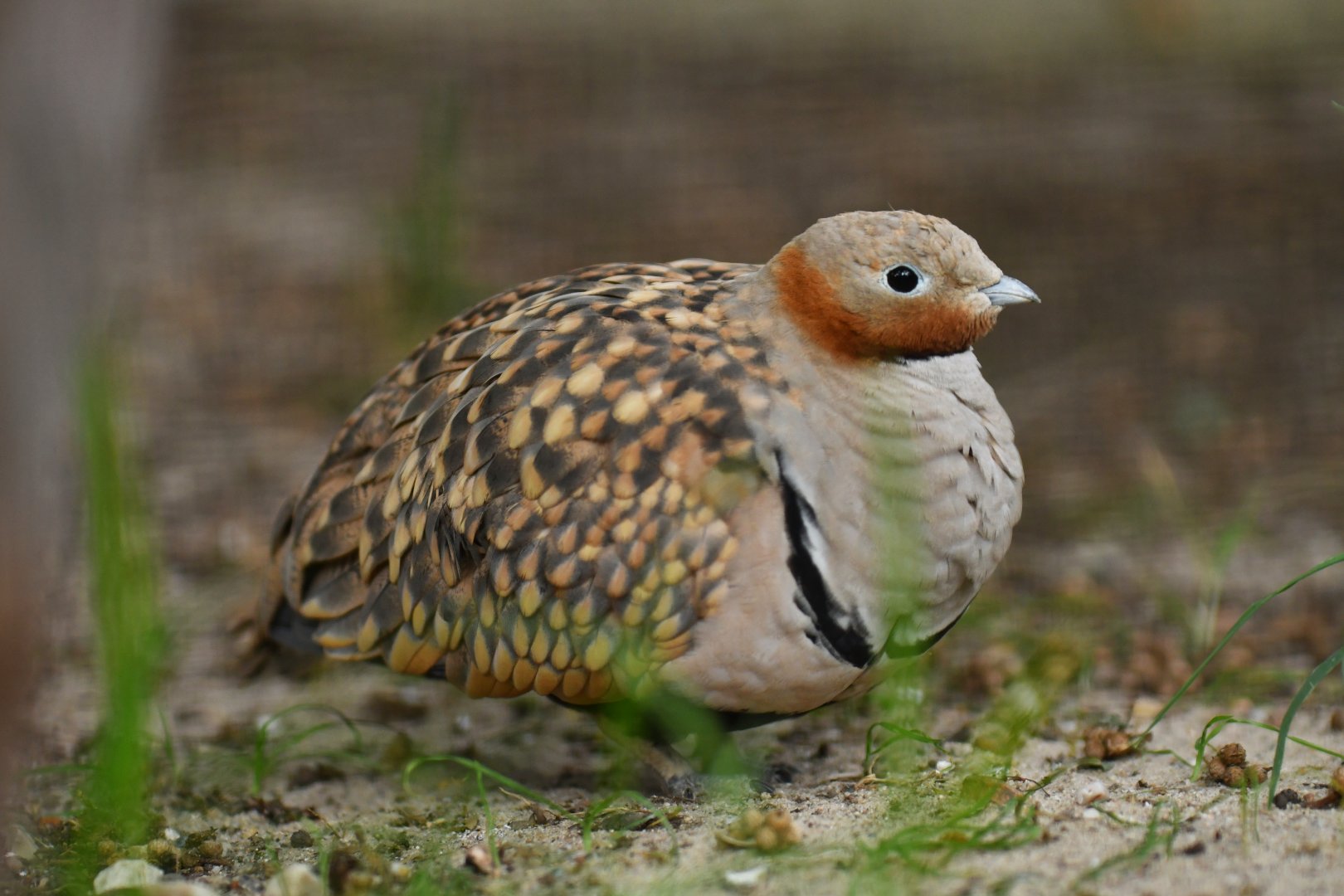 Black-bellied Sandgrouse (Pterocles orientalis)
