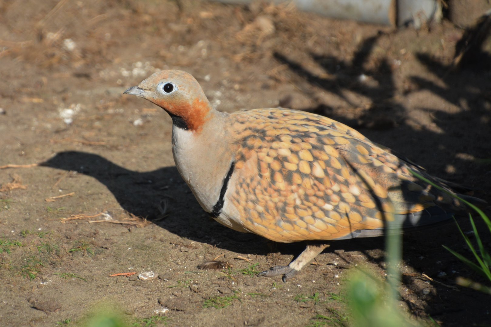 Black-bellied sandgrouse (Pterocles orientalis)