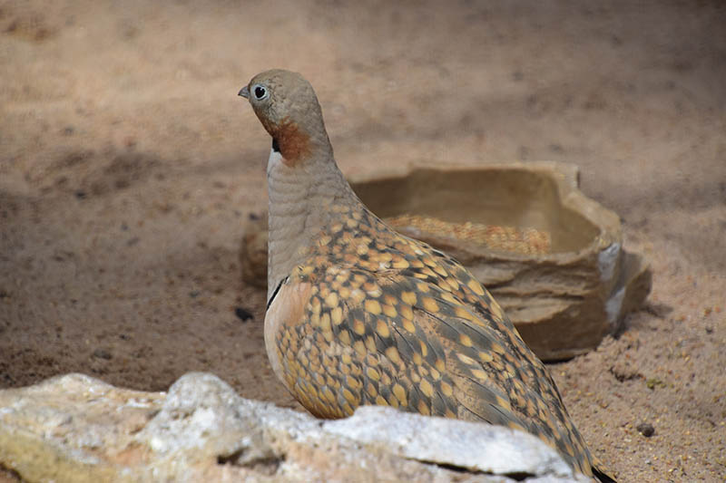 Black-bellied Sandgrouse (Pterocles orientalis)