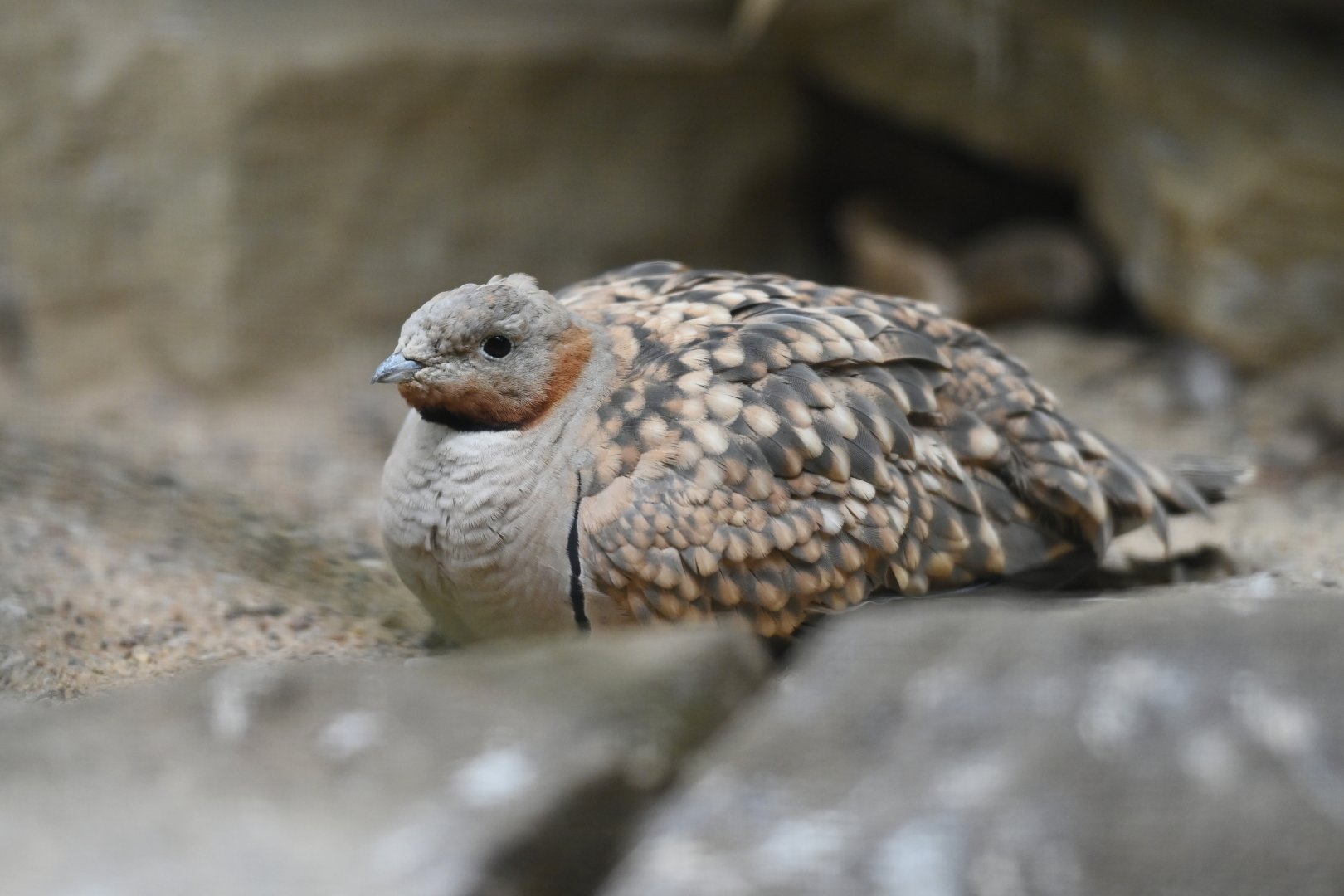 Black-bellied Sandgrouse Pterocles orientalis