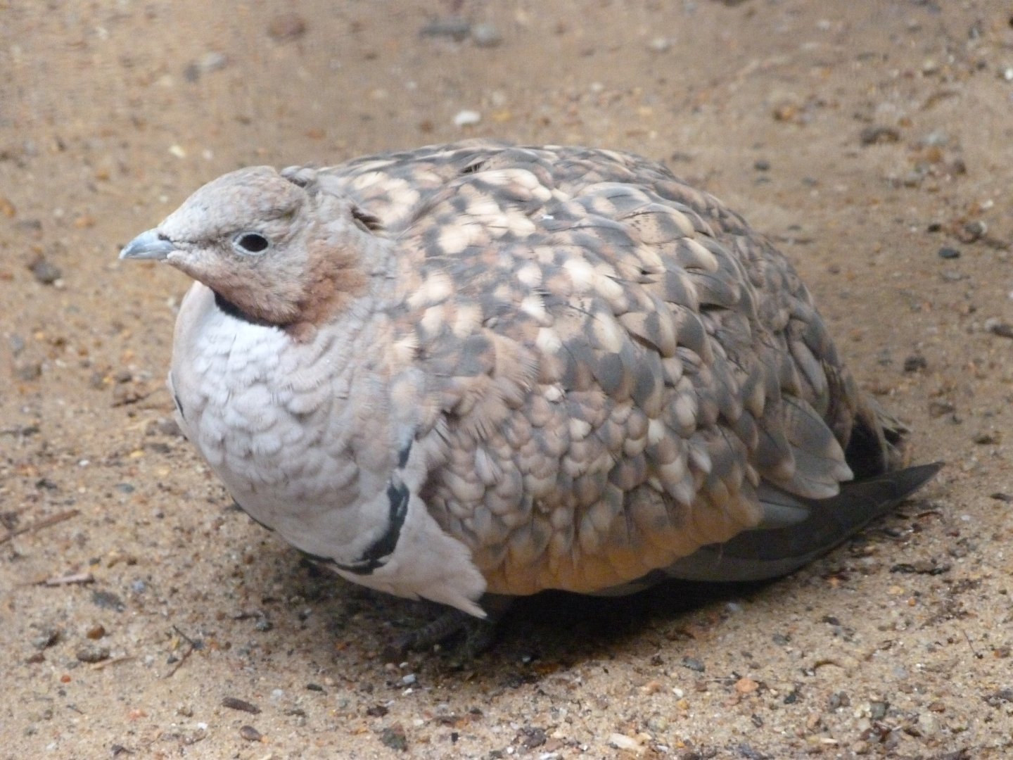 Black-bellied sandgrouse -Zoologischer Garten Berlin (2024)