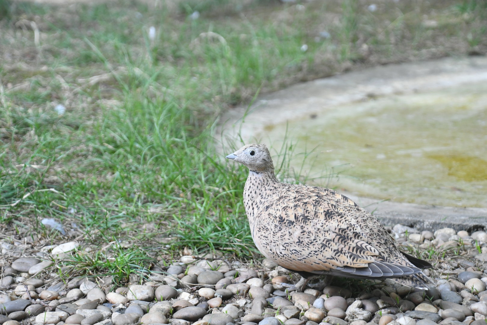 Black-bellied Sandgrouse