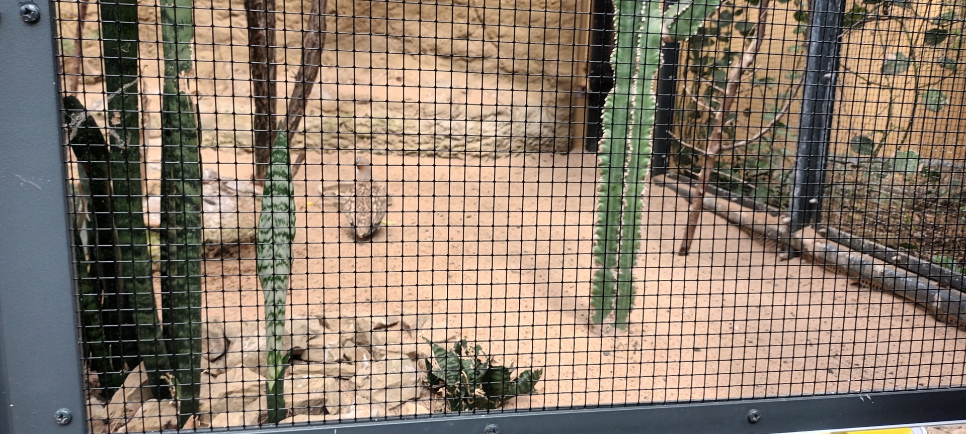 Black bellied Sandgrouse