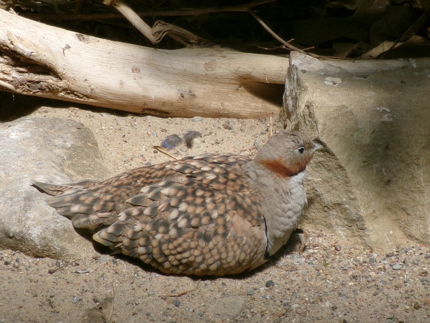 Black-bellied Sandgrouse