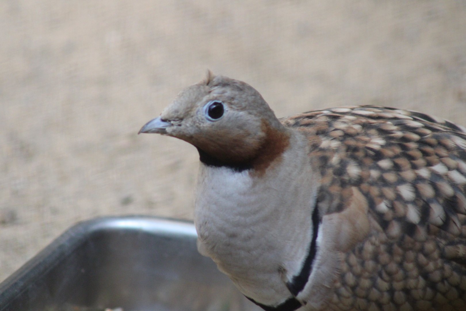 Black-bellied Sandgrouse