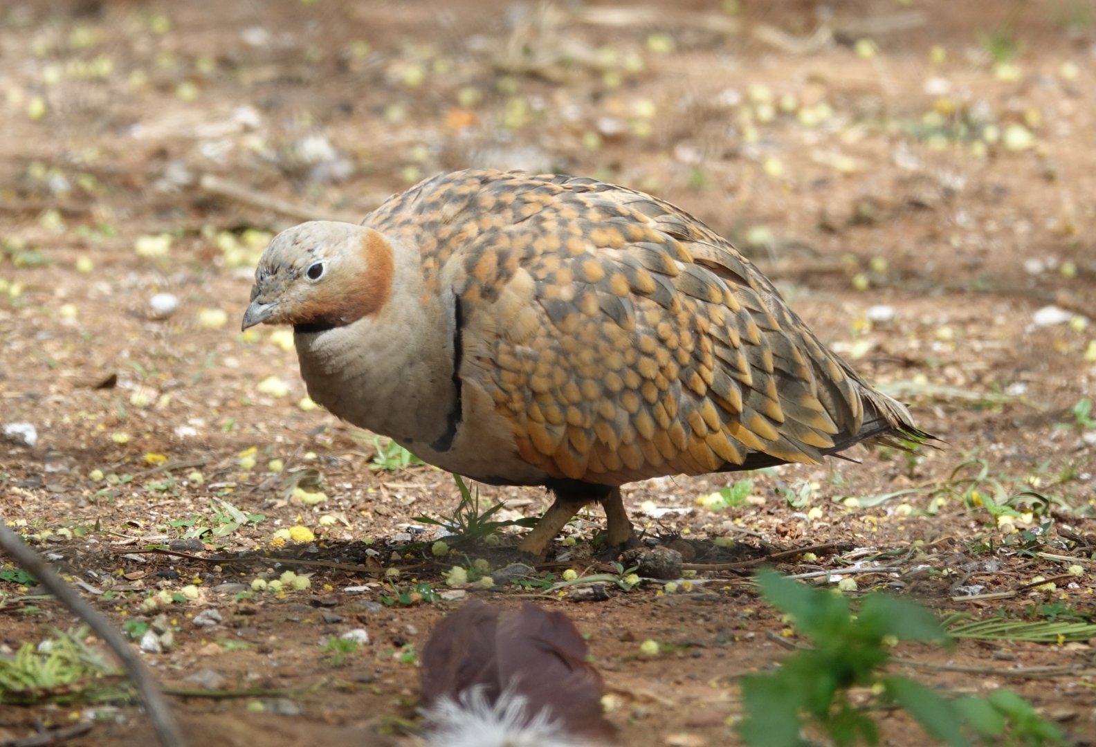 Black-bellied Sandgrouse