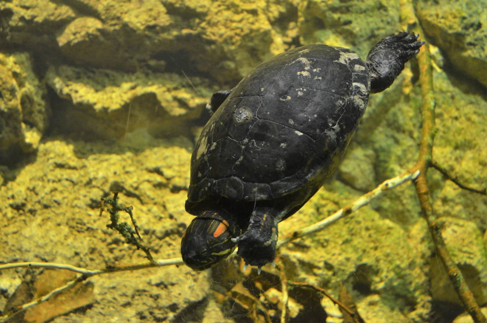 Black-bellied Slider at Zurich Zoo, 12/09/16