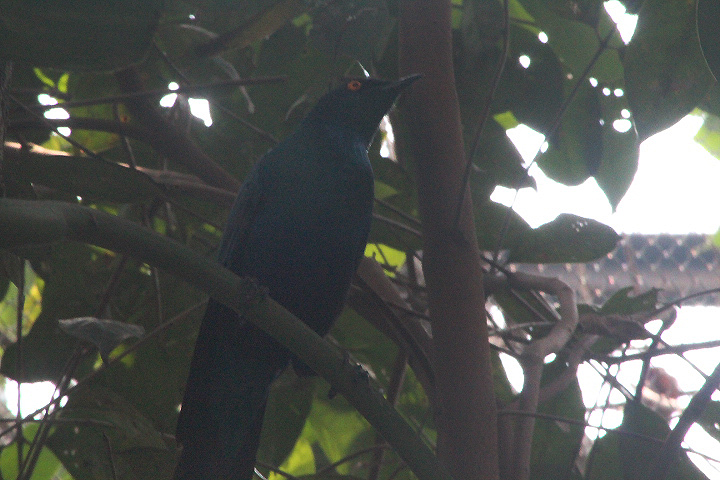 Black-bellied starling (Notopholia corusca corusca) - Animalium BRIN