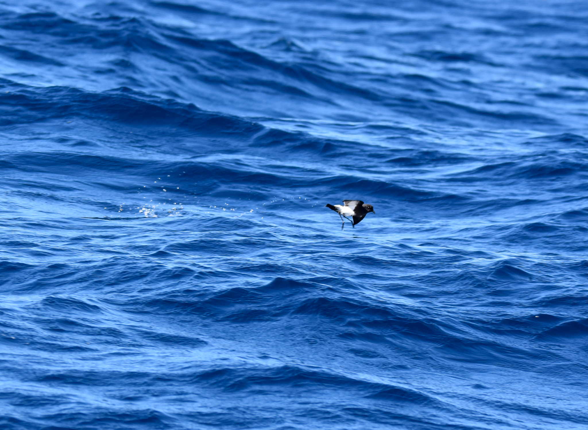 Black-bellied Storm-Petrel
