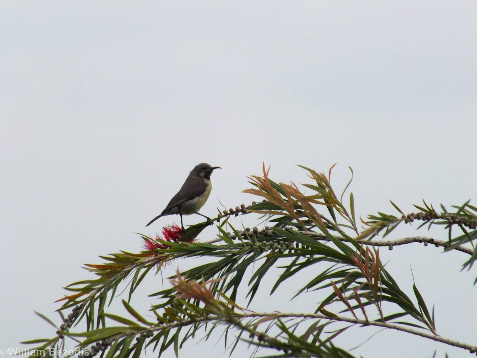 Black-bellied Sunbird - 2013