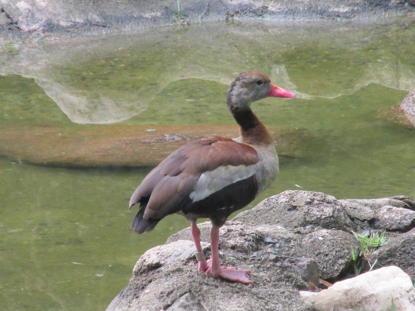 black bellied tree duck