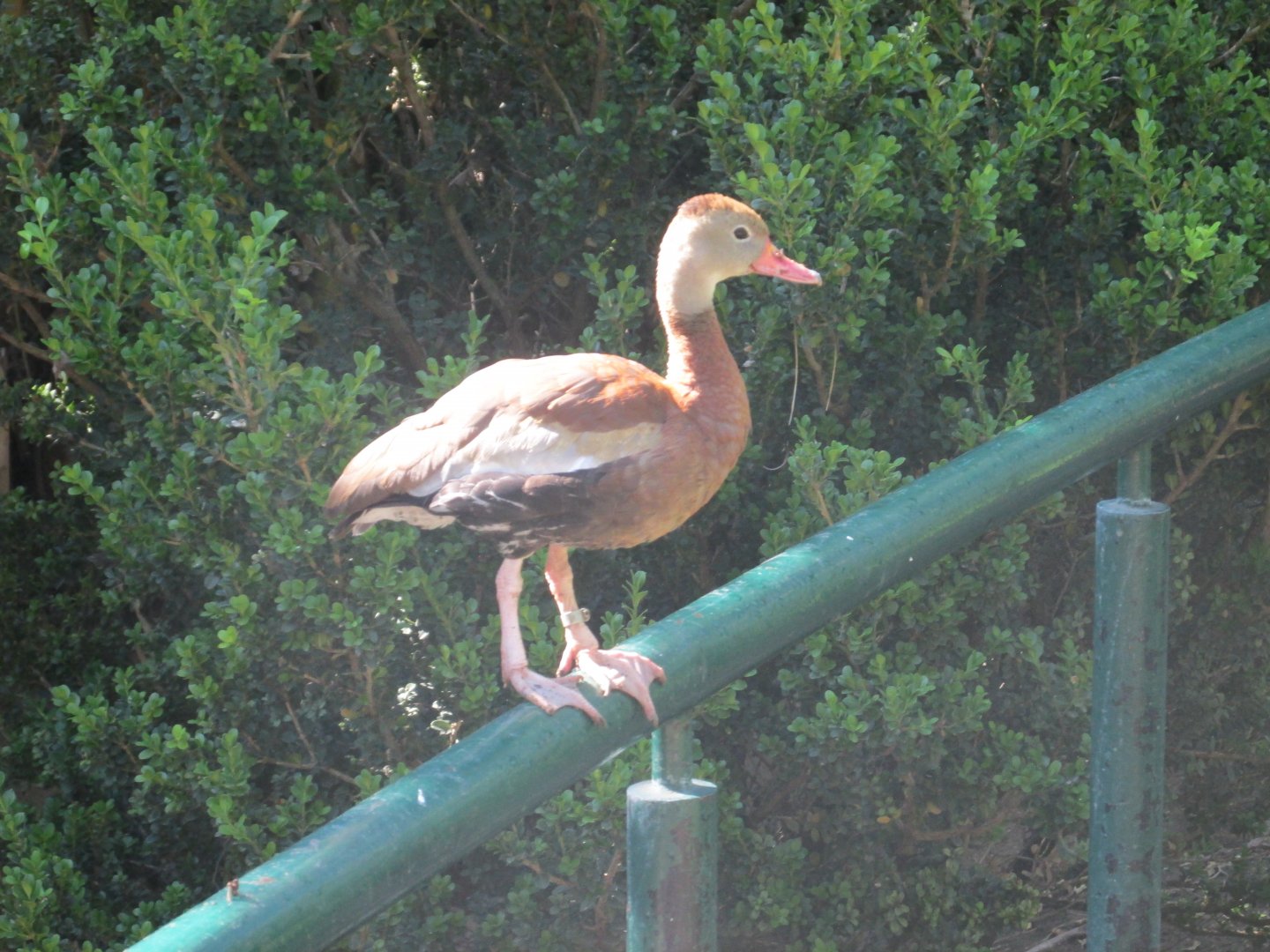 BLACK BELLIED TREE DUCK