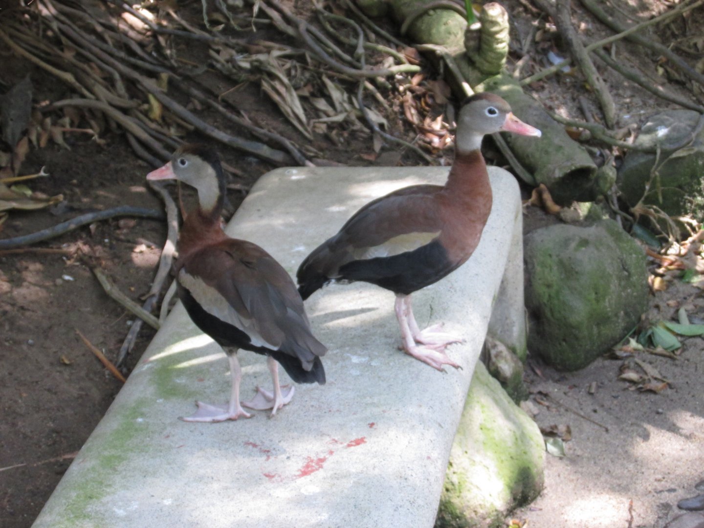 black bellied tree ducks