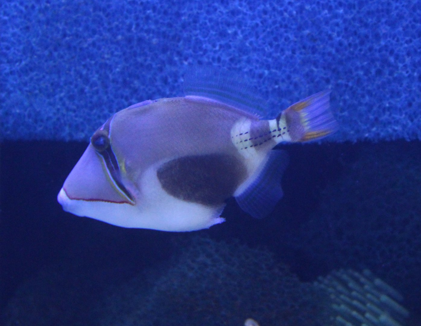 Black-bellied triggerfish - Rhinecanthus verrucosus