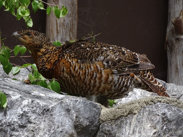 Black-bellied western capercaillie (Tetrao urogallus crassirostris) female