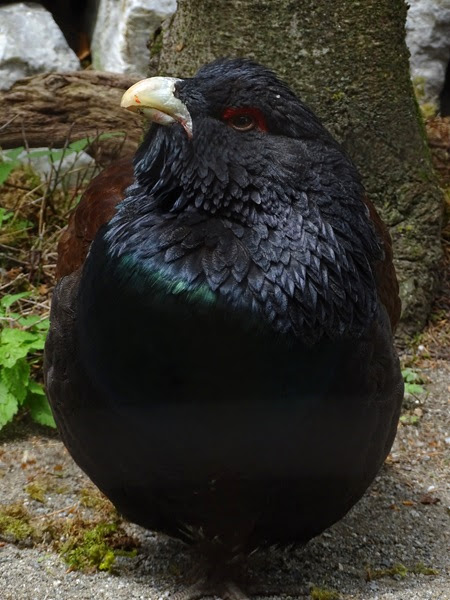 Black-bellied western capercaillie (Tetrao urogallus crassirostris) male
