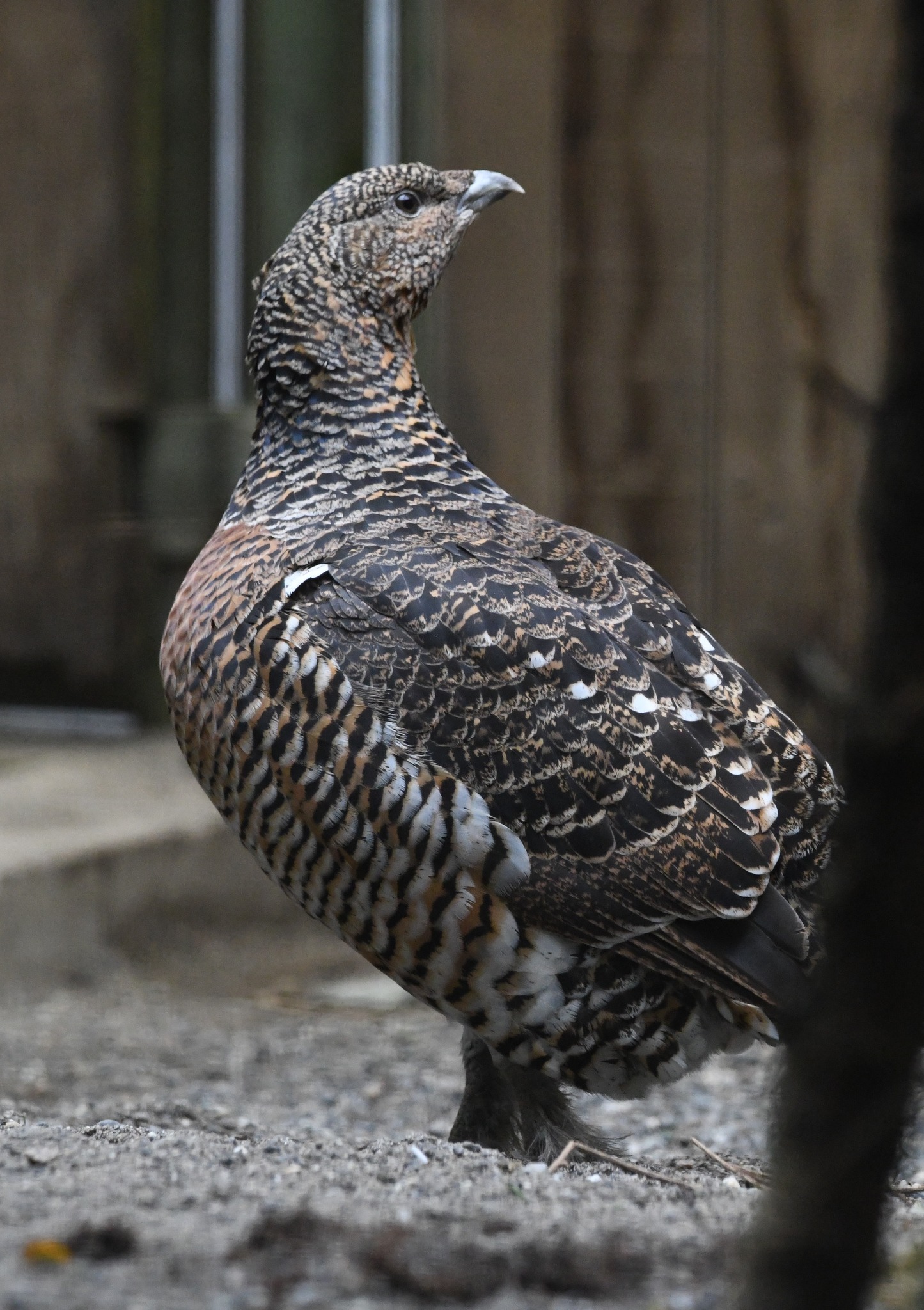 Black-bellied Western Capercaillie - Tetrao urogallus crassirostris