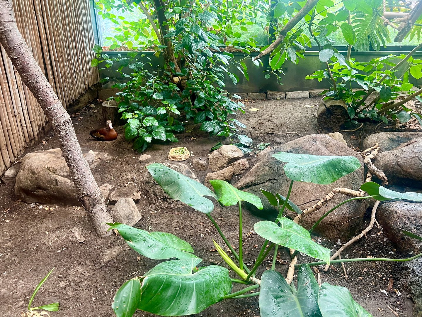 Black-bellied Whistling Dog