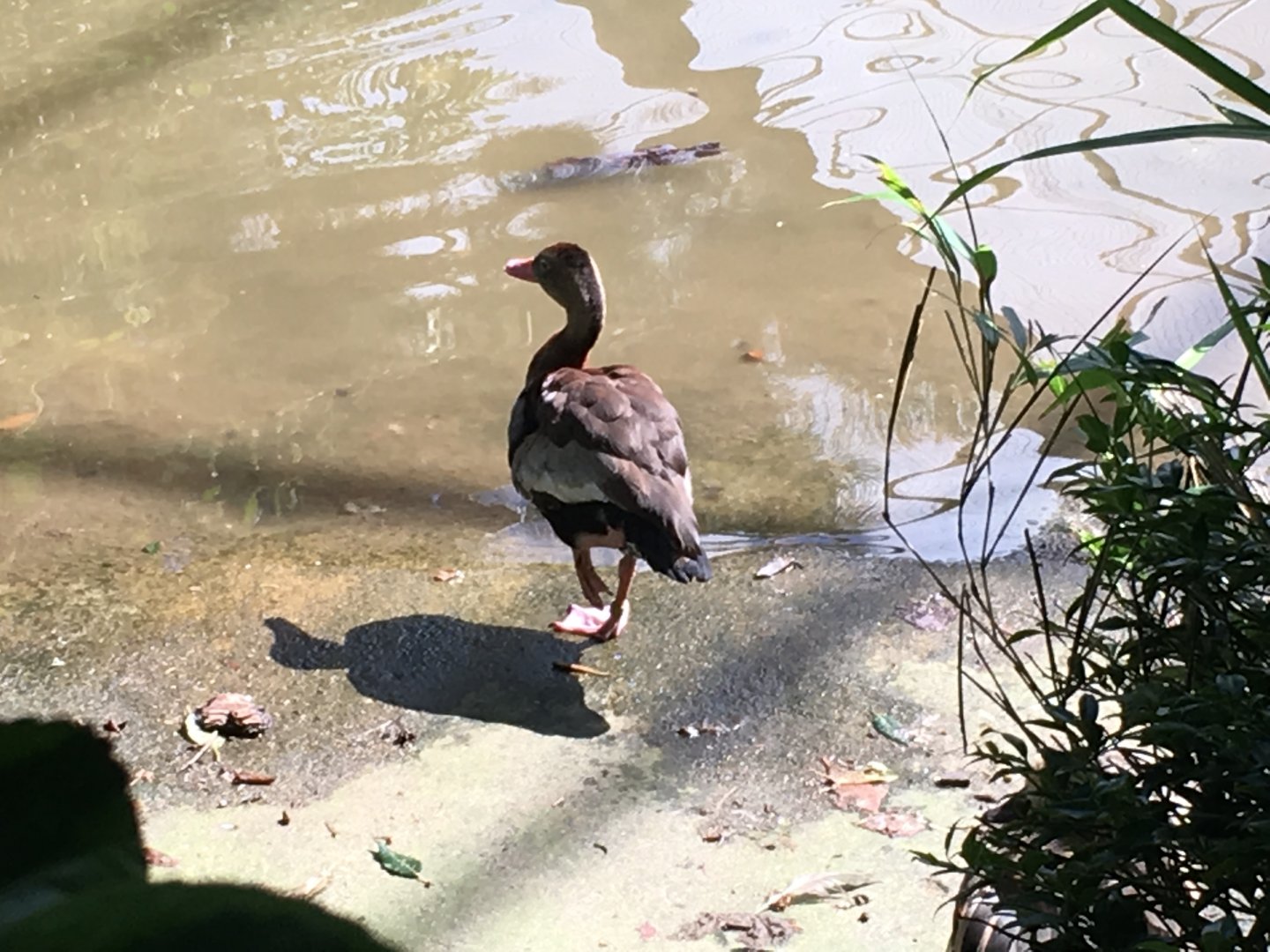 Black-bellied whistling duck 040817?