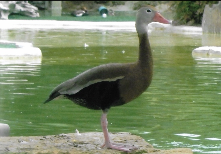 black bellied whistling duck 2010