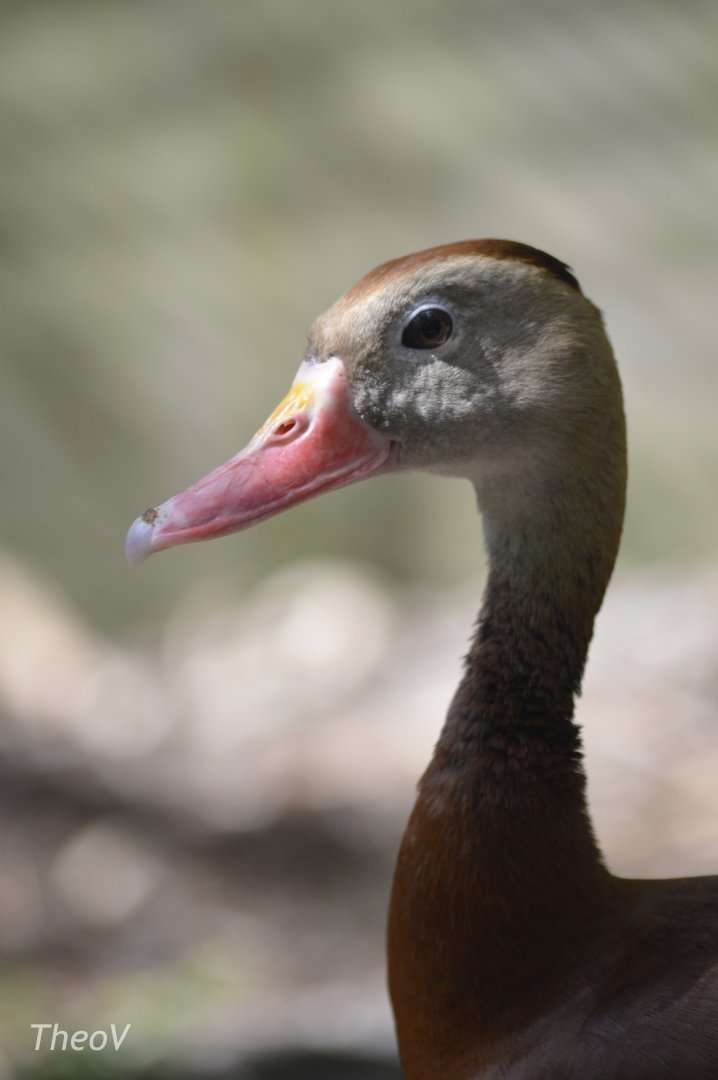 Black-bellied whistling duck [2017]
