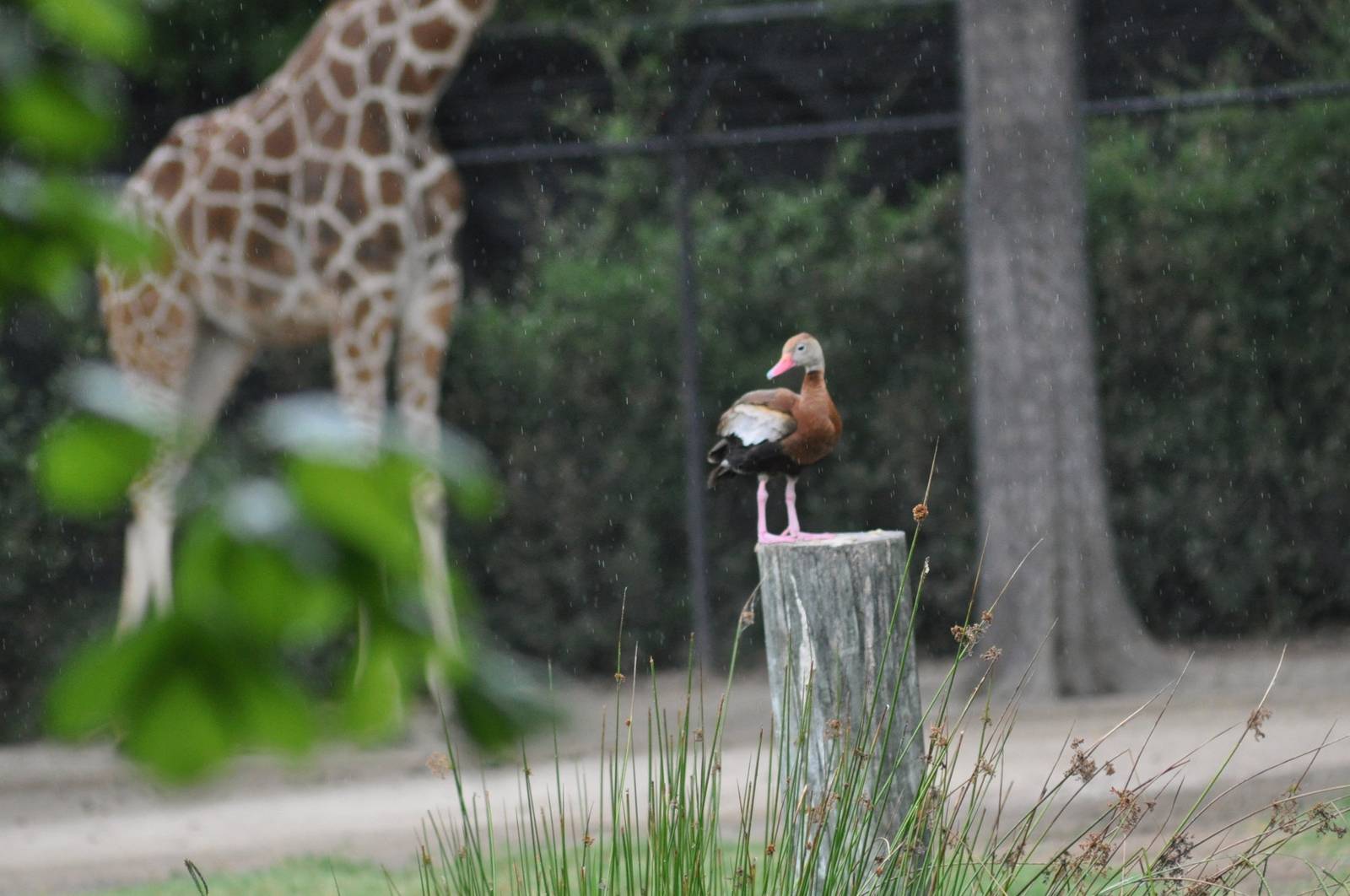 Black-bellied Whistling Duck and Giraffe