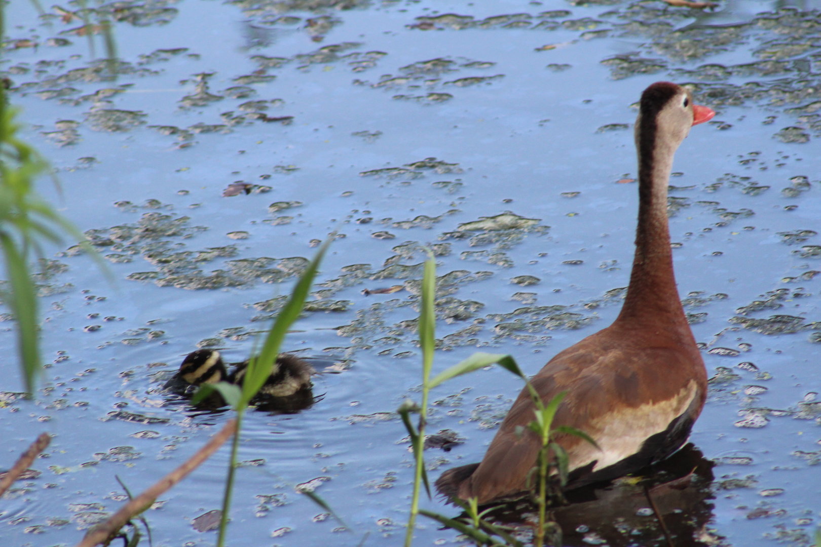 Black-bellied whistling duck and her baby - Brazos Bend State Park